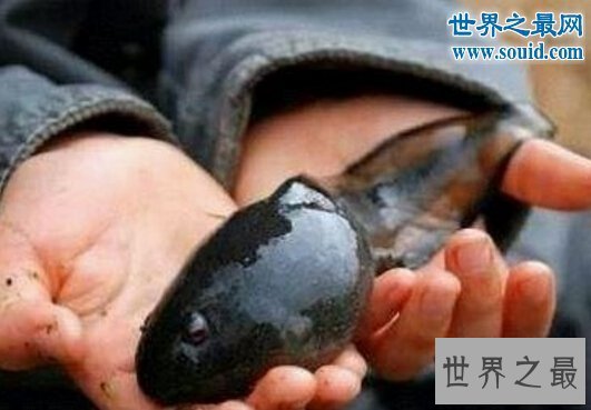 【图】世界上最大的蝌蚪，长0.25米的不正当蛙(比青蛙还