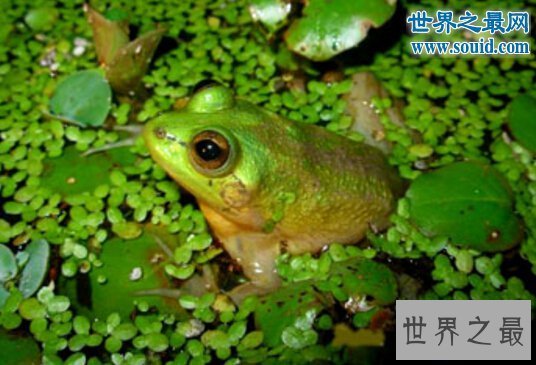 【图】世界上最大的蝌蚪，长0.25米的不正当蛙(比青蛙还