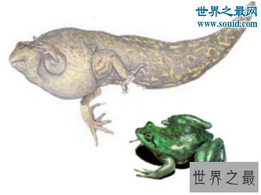 【图】世界上最大的蝌蚪，长0.25米的不正当蛙(比青蛙还