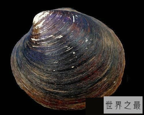 【图】世界上寿命最长的十大动物，灯塔水母既然长生