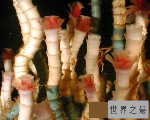 【图】世界上寿命最长的十大动物，灯塔水母既然长生