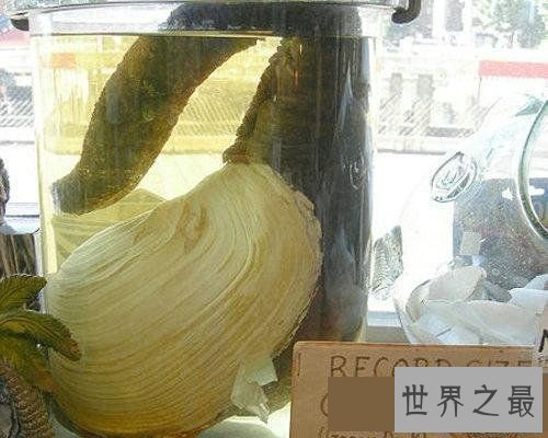 【图】世界上寿命最长的十大动物，灯塔水母既然长生