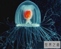 【图】世界上寿命最长的十大动物，灯塔水母既然长生