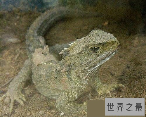 【图】世界上寿命最长的十大动物，灯塔水母既然长生