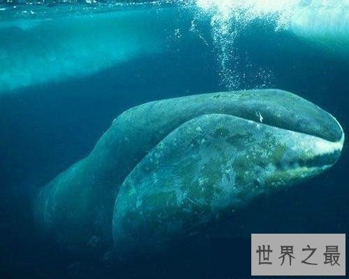 【图】世界上寿命最长的十大动物，灯塔水母既然长生