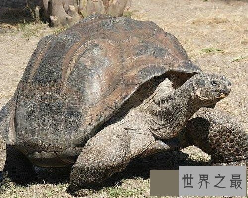 【图】世界上寿命最长的十大动物，灯塔水母既然长生