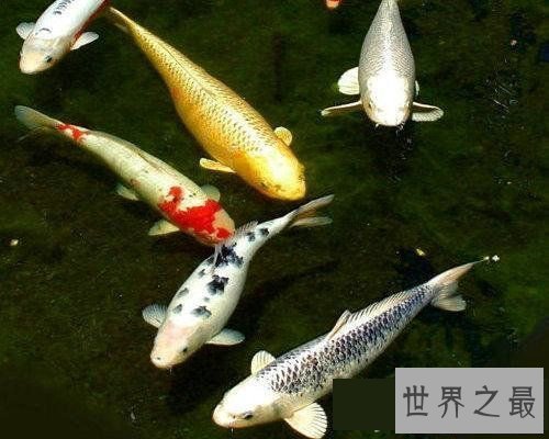 【图】世界上寿命最长的十大动物，灯塔水母既然长生