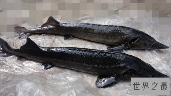 【图】淫鱼又称中华鲟鱼，是长江最大的鱼(长江鱼王