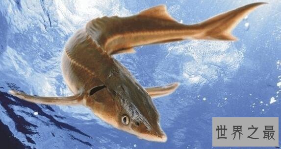 【图】淫鱼又称中华鲟鱼，是长江最大的鱼(长江鱼王