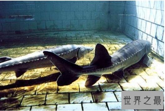 【图】淫鱼又称中华鲟鱼，是长江最大的鱼(长江鱼王