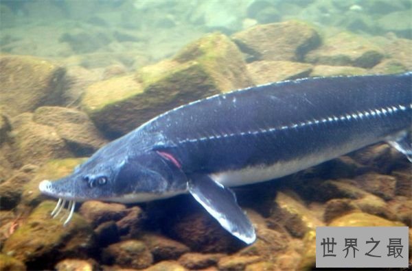 【图】淫鱼又称中华鲟鱼，是长江最大的鱼(长江鱼王