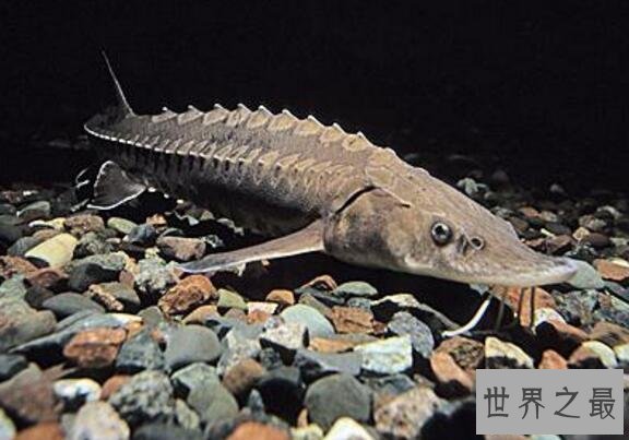 【图】淫鱼又称中华鲟鱼，是长江最大的鱼(长江鱼王