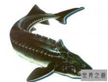 【图】淫鱼又称中华鲟鱼，是长江最大的鱼(长江鱼王