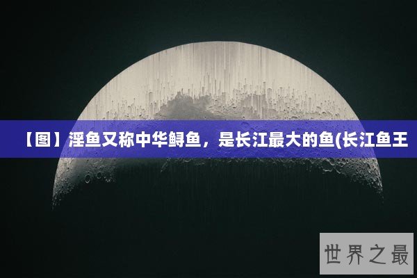 【图】淫鱼又称中华鲟鱼，是长江最大的鱼(长江鱼王