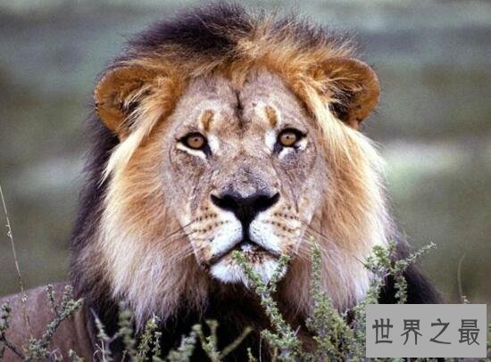 【图】世界上最大的狮子，巴巴里狮子(仅剩十几只)