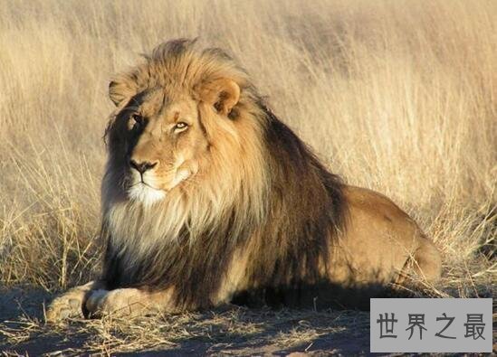 【图】世界上最大的狮子，巴巴里狮子(仅剩十几只)