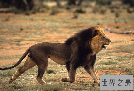 【图】世界上最大的狮子，巴巴里狮子(仅剩十几只)