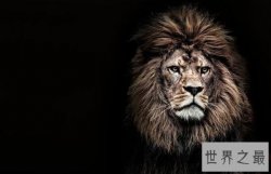 【图】世界上最大的狮子，巴巴里狮子(仅剩十几只)