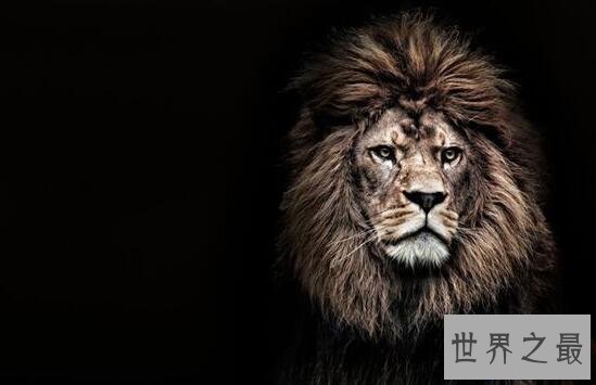 【图】世界上最大的狮子，巴巴里狮子(仅剩十几只)