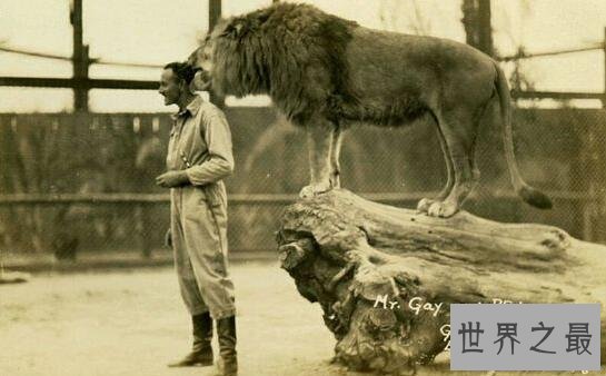 【图】世界上最大的狮子，巴巴里狮子(仅剩十几只)