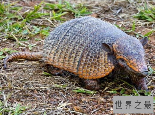 【图】世界上最胆怯的动物犰狳，遇到风险能秒变皮球