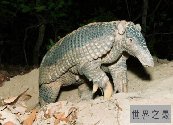 【图】世界上最胆怯的动物犰狳，遇到风险能秒变皮球