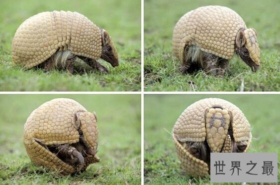 【图】世界上最胆怯的动物犰狳，遇到风险能秒变皮球