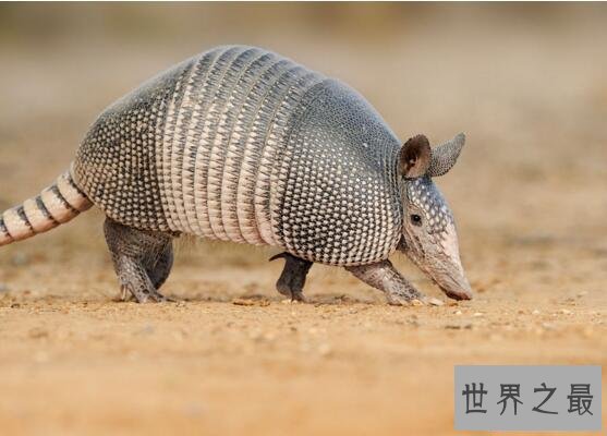 【图】世界上最胆怯的动物犰狳，遇到风险能秒变皮球