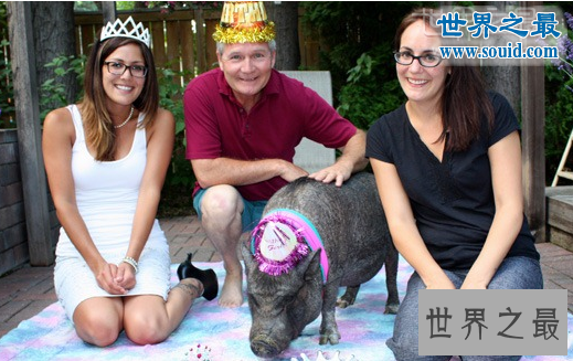 【图】世界上最强悍的猪巨林猪，秒杀猎豹不在话下(视