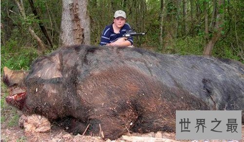 【图】世界上最强悍的猪巨林猪，秒杀猎豹不在话下(视