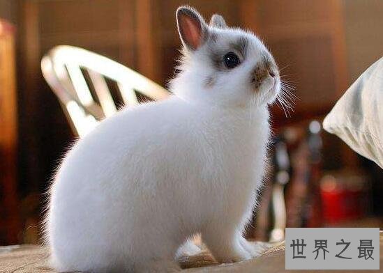 【图】世界上最小的兔子，荷兰侏儒兔(长不大仅重1.2