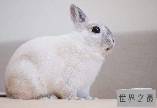 【图】世界上最小的兔子，荷兰侏儒兔(长不大仅重1.2