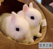 【图】世界上最小的兔子，荷兰侏儒兔(长不大仅重1.2