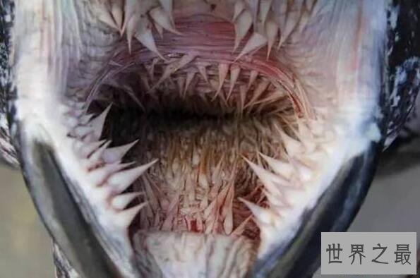 【图】加拉帕戈斯象龟，世界上最大的乌龟(700公斤)