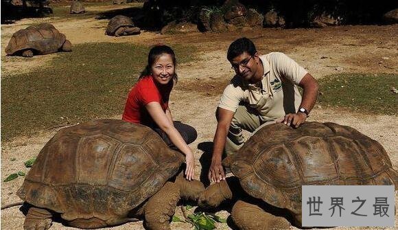 【图】加拉帕戈斯象龟，世界上最大的乌龟(700公斤)