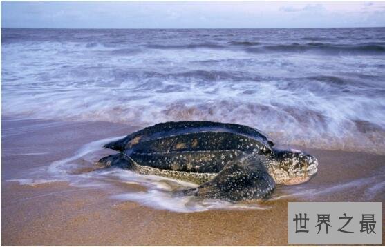 【图】加拉帕戈斯象龟，世界上最大的乌龟(700公斤)