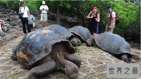【图】加拉帕戈斯象龟，世界上最大的乌龟(700公斤)
