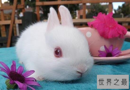 【图】世界上最小的兔子，荷兰侏儒兔(长不大仅重1.2