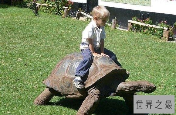 【图】加拉帕戈斯象龟，世界上最大的乌龟(700公斤)
