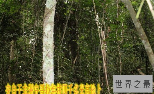 【图】男人们的福音来了，安哥拉树皮处理人生性福