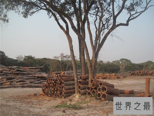 【图】男人们的福音来了，安哥拉树皮处理人生性福