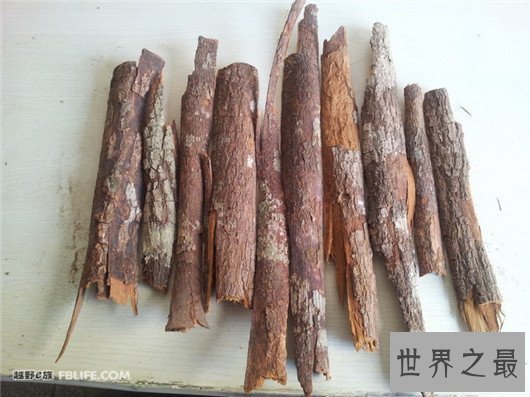 【图】男人们的福音来了，安哥拉树皮处理人生性福