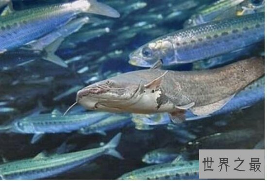 【图】了解鲶鱼效应 企业中愈加需求鲶鱼型人才