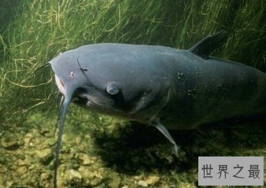 【图】了解鲶鱼效应 企业中愈加需求鲶鱼型人才