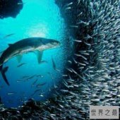 【图】了解鲶鱼效应 企业中更加需要鲶鱼型人才