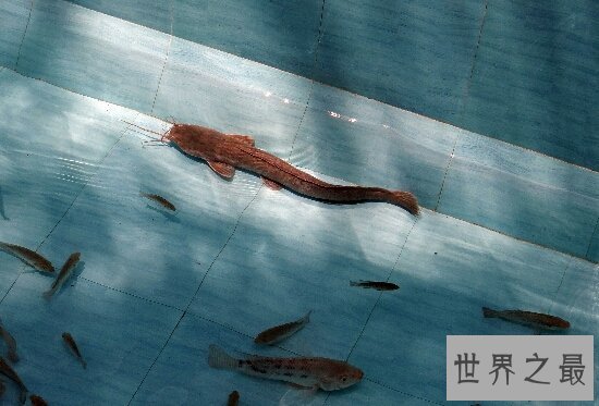 【图】了解鲶鱼效应 企业中愈加需求鲶鱼型人才