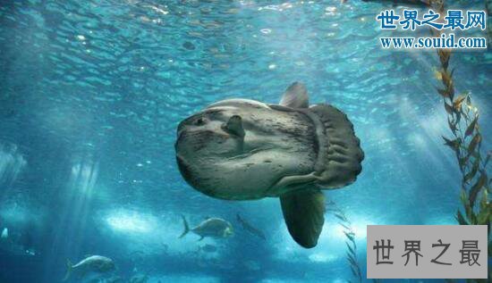 【图】世界上产卵最多的鱼，翻车鱼一次产卵3亿颗