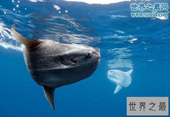 【图】世界上产卵最多的鱼，翻车鱼一次产卵3亿颗