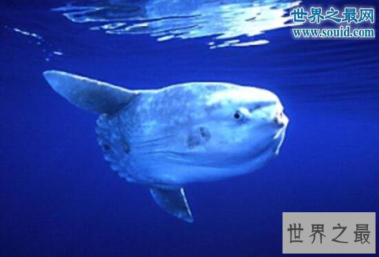 【图】世界上产卵最多的鱼，翻车鱼一次产卵3亿颗