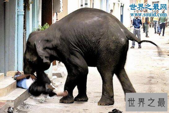 【图】世界上最记仇的动物，大象十三年后撞死猎人报